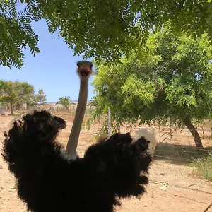  Agroturismo Finca Avestruz